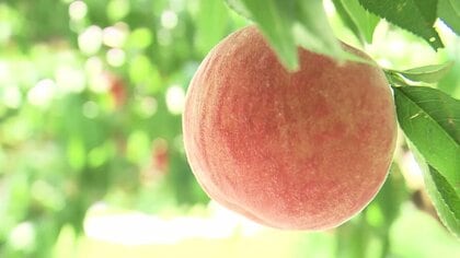 今が旬のモモ　新人女性アナも驚き「かたい状態でも甘い」　夏にぴったりのアレンジ・レシピも【福島発】