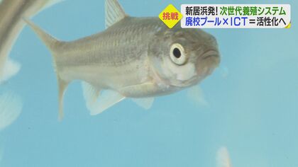 廃校プールで「次世代養殖」　人手コストかからないリモート完全管理”目指す【愛媛発】