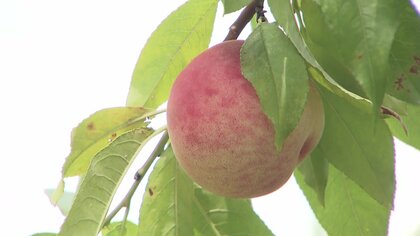 “桃太郎の町”で夏の味覚「モモ」収穫　20年前に植えられた“意外な場所”でも【岡山発】