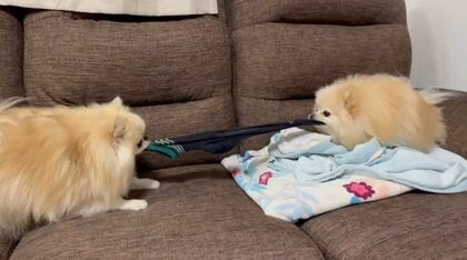 「返してもらっていいですか？」パパの脱いだ靴下を取り合う犬2匹に爆笑…一歩も譲らぬ結末を飼い主に聞いた