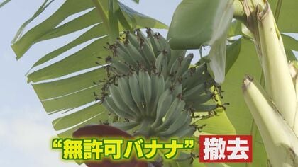 ついに撤去 中央分離帯の“無許可バナナ”…食べるとパサパサ？　久留米市から朝倉市に植え替えられ“許可バナナ”に