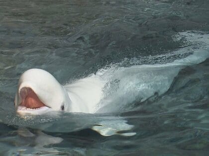 2026年夏ごろ出産予定…名古屋港水族館のベルーガ「ナナ」が妊娠 水族館生まれの個体から2世代目が誕生すれば国内初