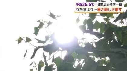 小浜36.6度、美浜35.4度、福井35度の猛暑日　県内8観測地点で今年一番の暑さを記録　16日は曇りや雨も最高気温は30度超え予想