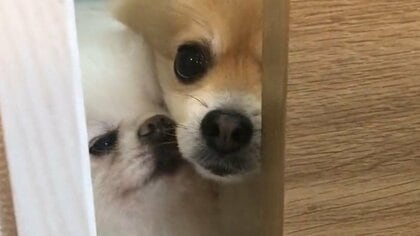 「迷惑そうな顔」同居犬に割り込まれ“モヤる”ポメラニアンが可愛い…いつもこうなの？関係性を飼い主に聞いた