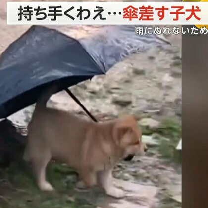 雨でぬれないように“傘を差す子犬”　器用に持ち手をくわえトコトコと…最後は飼い主に返却　中国