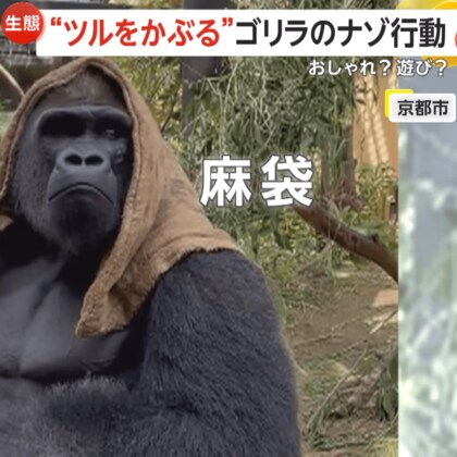 ”おしゃれゴリラ”人気者に！7年以上続ける“ツルをかぶる”ナゾ行動…子ゴリラもマネっこ　京都市動物園