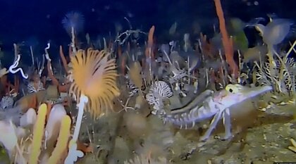 「水温が低すぎてカメラが動かない」海中に広がるカラフルな世界　撮影に成功した秘策とは【南極撮影の裏側・前編】