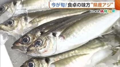 刺身になめろう！“新潟県産アジ”が旬迎える　スーパーで選ぶときのポイントは「光沢と厚み」