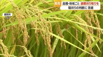 コメ収量「平均やや上回る」も雨続きで稲刈りの判断難しい　品種・地域ごとに適期刈り取りを　山形