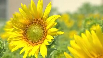 富山県内は2日連続の熱中症警戒アラート　ひまわりは日差し浴びて見頃に　午後は大気の状態が不安定に