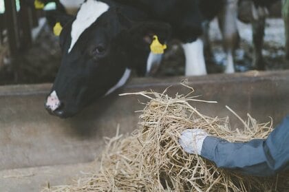 「国産牛乳」苦境 酪農業の倒産・廃業、3年連続で増加酪農業の4割が「赤字」、飼料価格の高騰が影響