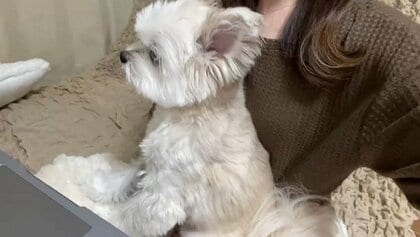 「仕事をしたい飼い主」VS「させたくない愛犬」の攻防戦が可愛らしい…どんな邪魔をするのか飼い主に聞いた
