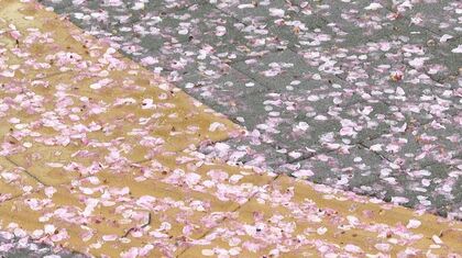 満開の桜に“花散らしの雨” 寒い一日…最高気温は各地で