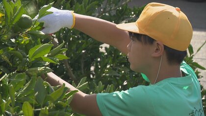 氷見市の海沿い地区で育つ「灘浦みかん」、小学生が摘果を体験　今年は「表年」豊作見込む
