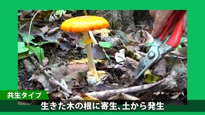 どくきのこ 第55回きのこ展」が10/4(土)・10/5(日)の2日間、仙台市科学館で開催