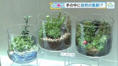 夏こそ“目で感じる涼しさ”を暮らしに　人気上昇中のコケテラリウムとは？　マニアを魅了する食虫植物も【広島発】
