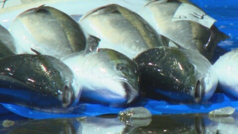 待ち遠しい「ひみ寒ぶり宣言」！ 11月中旬からは連日100～300本のブリ水揚げ　「ひみ寒ぶり」ブランドは今季8キロ以上に改定