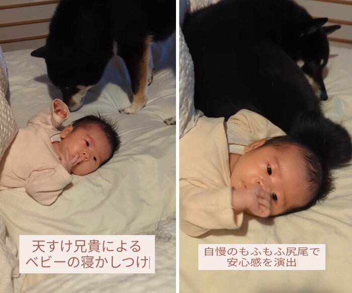 さっちゃんにしっぽでソフトタッチする天すけくん