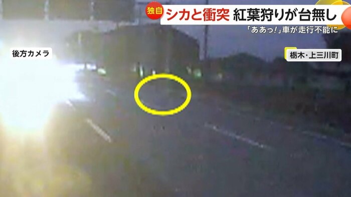 逃げるシカ（FNN投稿サイト「ビデオPost」）