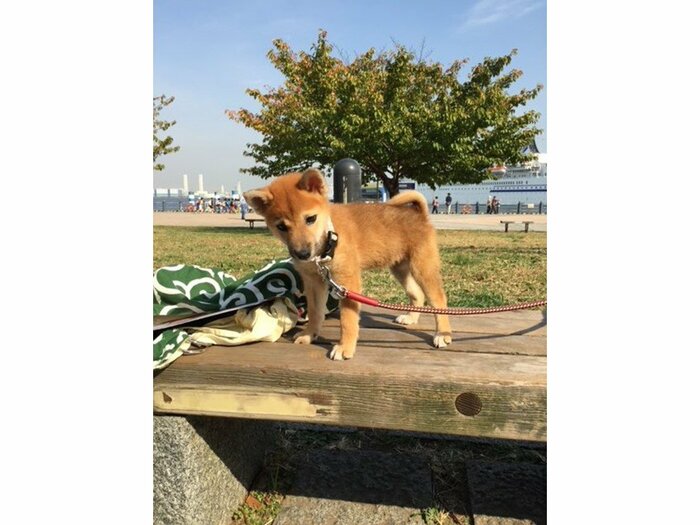 こいぬのとき