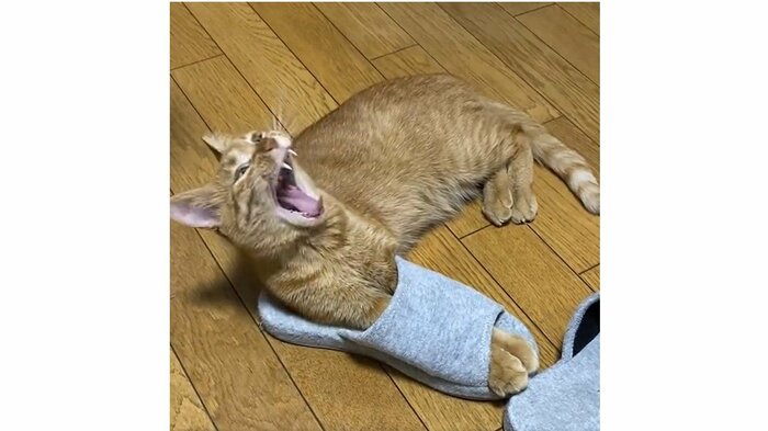 豪快なあくび