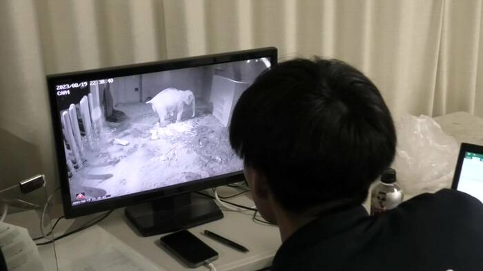提供:札幌市円山動物園(出産当日の様子)