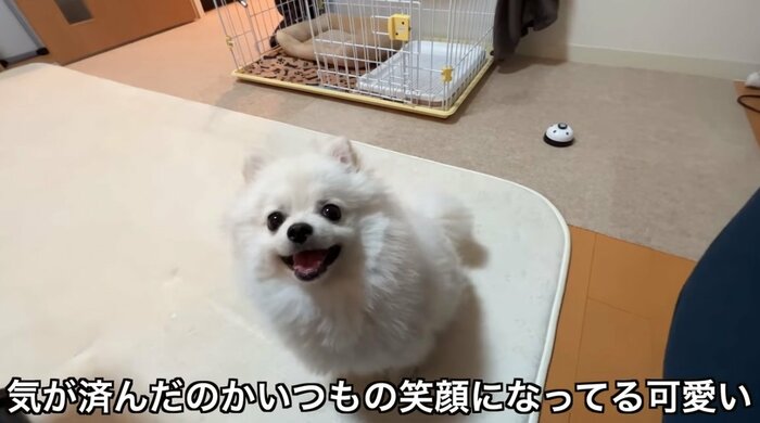 怒ってベルを鳴らしたあとは満足げな顔