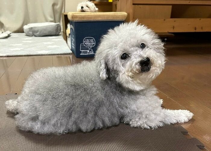 ココちゃん