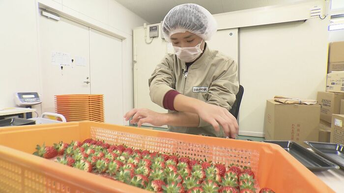 イチゴのパック詰めの様子