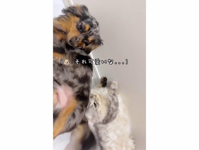 提供:チワックスの諭吉くん。さん