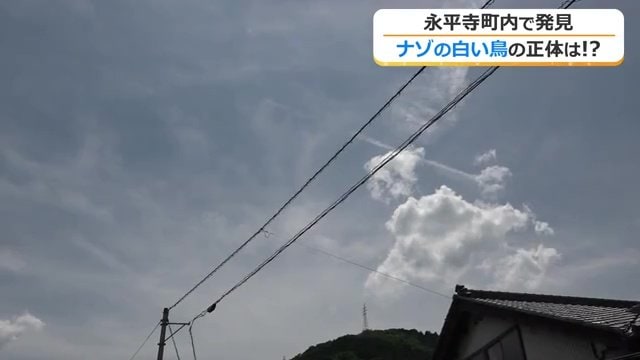 姿を消してしまった白いツバメ