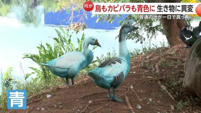 青く染まった鳥