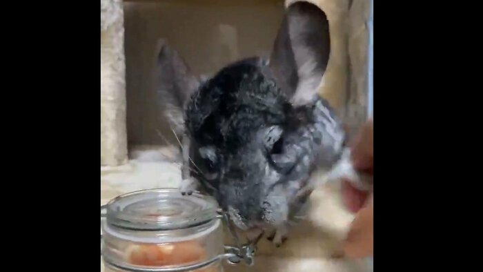 全力で拒否するごまみざわくん