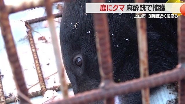5月2日早朝、山形・上山市の住宅街の庭にクマが出没した