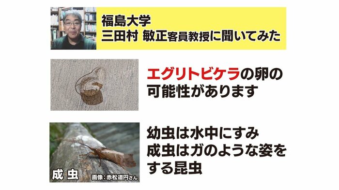 プルプルの正体が判明