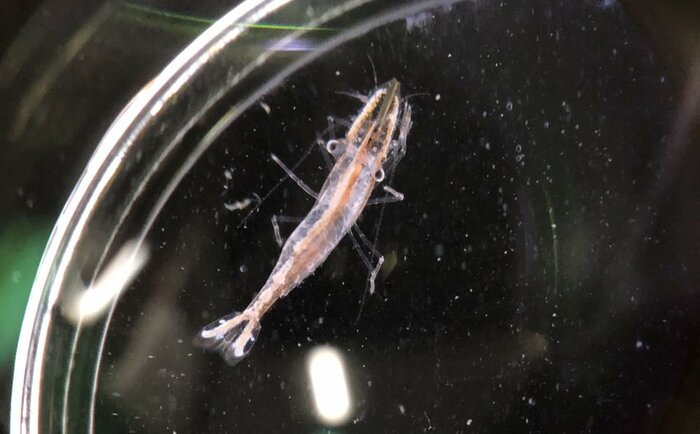 トリノアシヤドリエビ 幼体(提供:サンシャイン水族館)