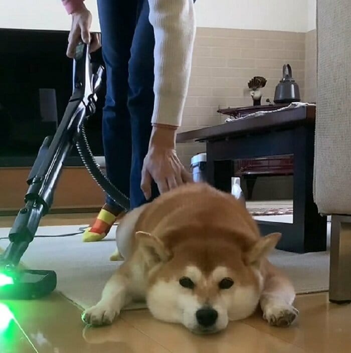 飼い主さんが背中をちょいちょい叩くけれども動かない