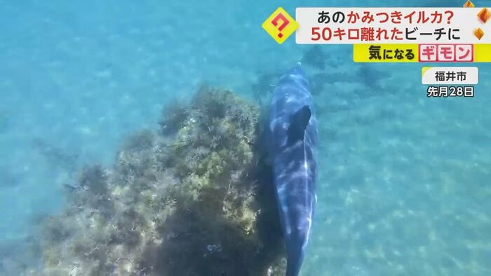 海を泳ぐ野生のイルカ