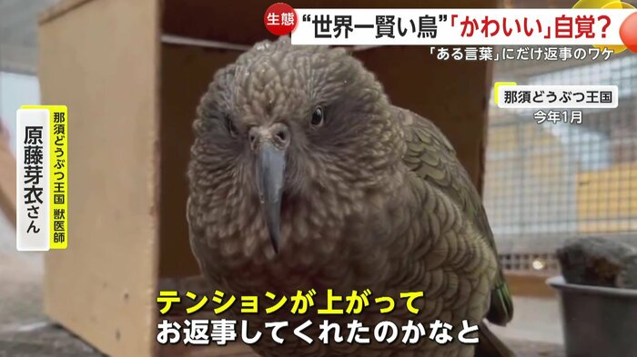 繫殖期で反応しているというレアちゃん(提供:那須どうぶつ王国)