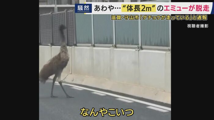 道路を歩くエミュー