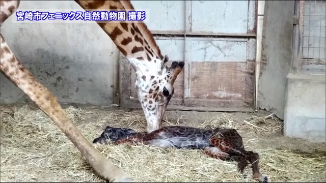 マサイキリンの赤ちゃん誕生 宮崎市フェニックス自然動物園