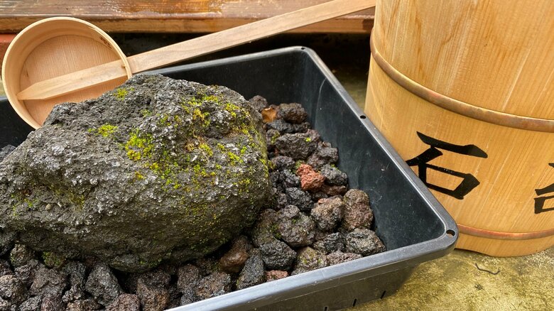 “苔のむすまで”石に水？毎日世話をするチャレンジが6万人に見守られ1年経過…ここに辿り着くまでの発見を聞いた｜FNNプライムオンライン