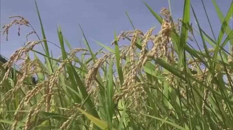JAなどの集荷業者が集荷前に支払う新米の「概算金」宮崎県内は全国の米どころと比較して高水準｜FNNプライムオンライン
