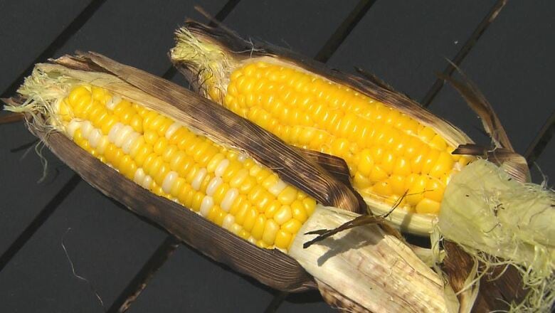 甘くてジューシー！トウモロコシの収穫体験　その後は「焼きトウモロコシ」に「ジェラート」も　長野・信濃町｜FNNプライムオンライン