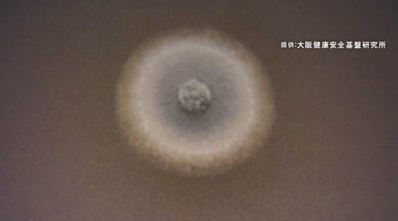 「紅麹被害」で揺らぐ食品の安全　『GMP認証』サプリ製造工場には義務化・原材料工場は見送り　自主的に導入し安全対策徹底する工場も｜FNNプライムオンライン