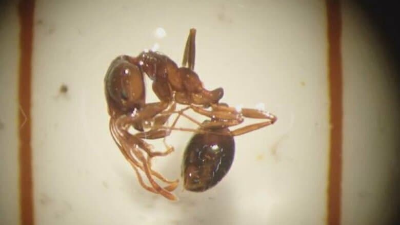 富山県で初「ヒアリ」1000匹以上発見 刺されると死に至るおそれの南米原産猛毒アリ｜FNNプライムオンライン