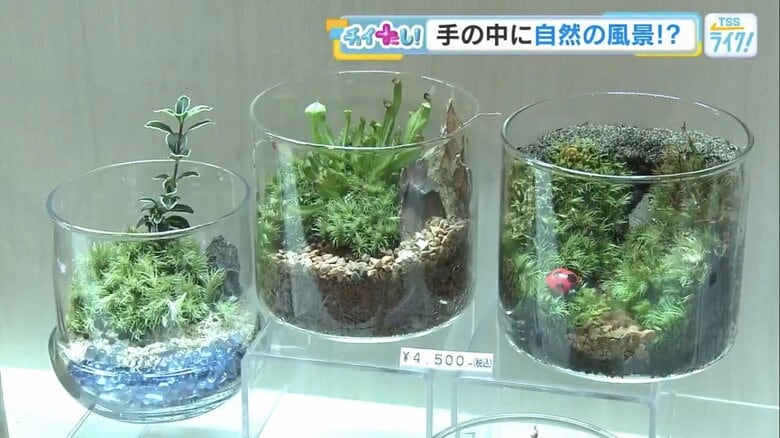 夏こそ“目で感じる涼しさ”を暮らしに　人気上昇中のコケテラリウムとは？　マニアを魅了する食虫植物も【広島発】｜FNNプライムオンライン