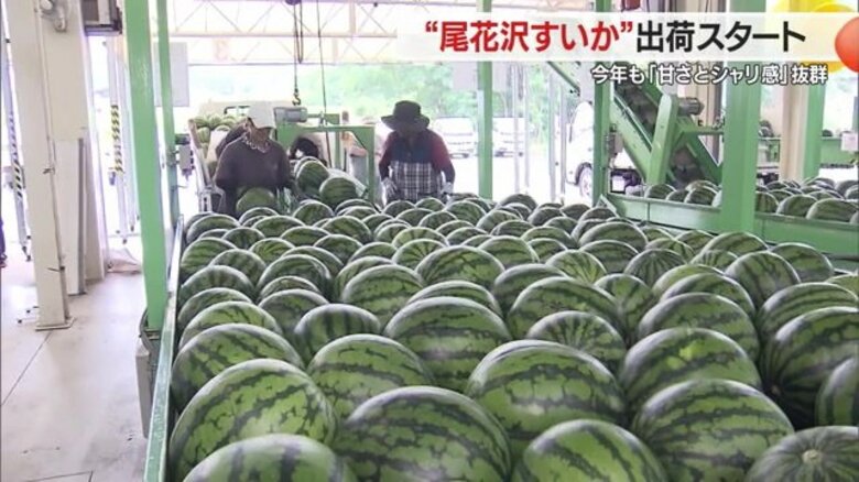 暑い夏にぴったり！甘さとシャリ感が最高の尾花沢すいか　安全と高値販売を出発式で祈願【山形発】｜FNNプライムオンライン