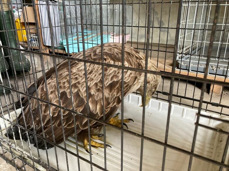 絶滅危惧種“オジロワシ”が散弾銃で撃たれる…衰弱していたところを保護すると左の翼を骨折し体内に弾が10個見つかる‐環境省が警察に通報「オジロワシは回復してきた」〈北海道千歳市〉｜FNNプライムオンライン