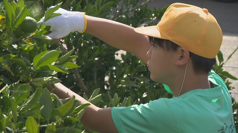氷見市の海沿い地区で育つ「灘浦みかん」、小学生が摘果を体験　今年は「表年」豊作見込む｜FNNプライムオンライン